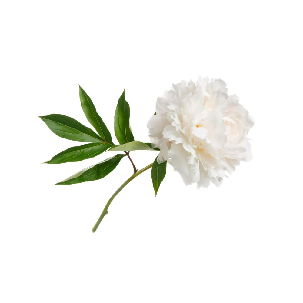 peony-cover.jpg