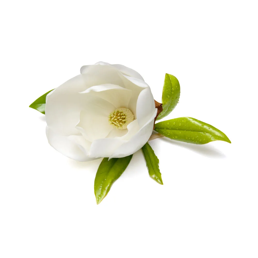 magnolia-cover.jpg