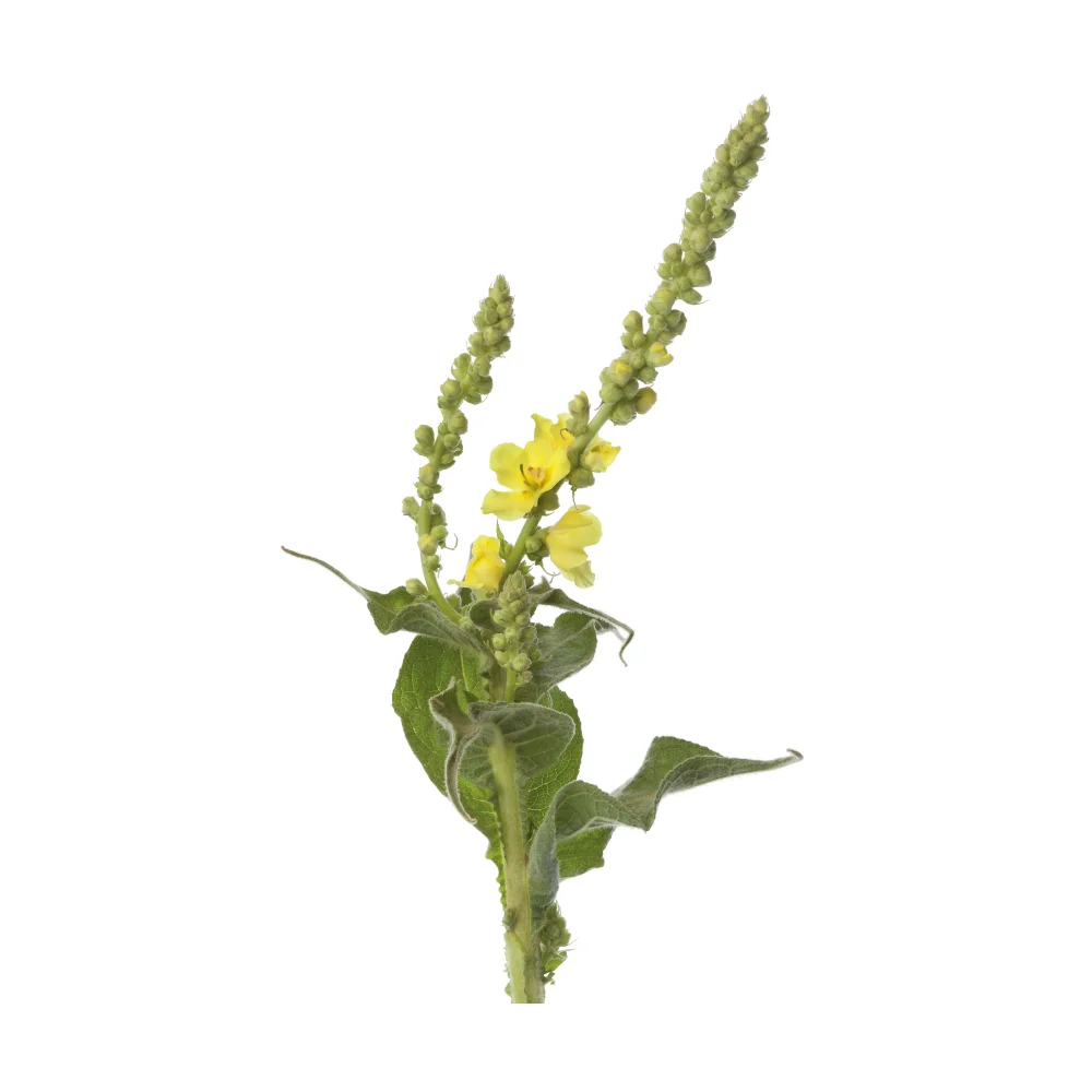 mullein-verbascum-thapsus-cover.jpg