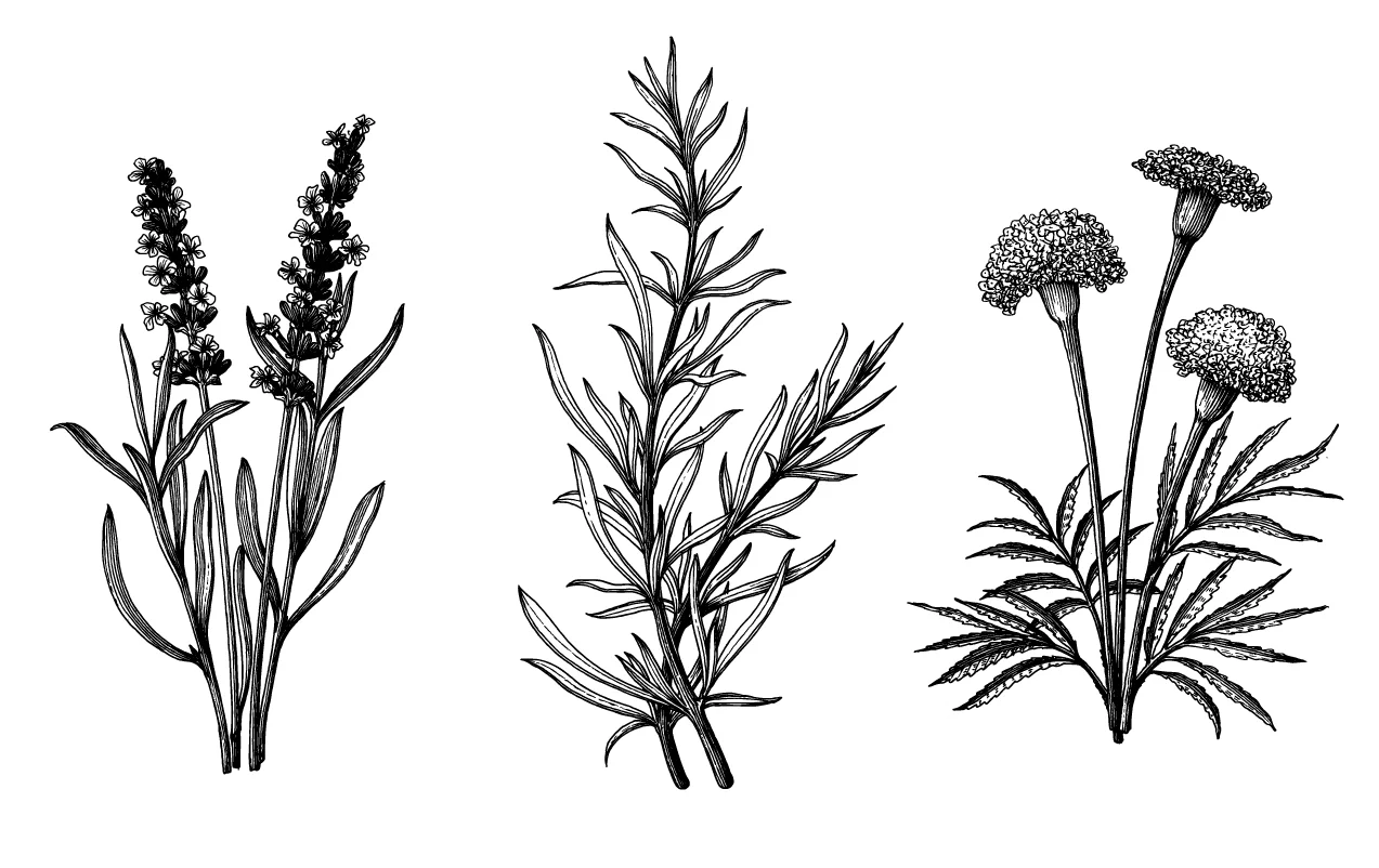 liquid-herb-dosages.jpg
