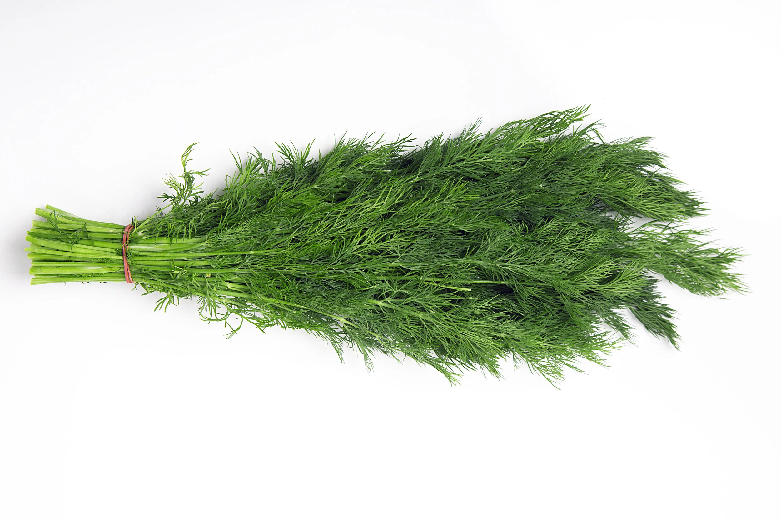 fennel fronds.jpeg
