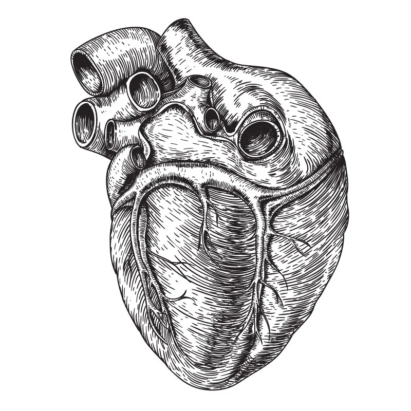 heart-drawing.jpg