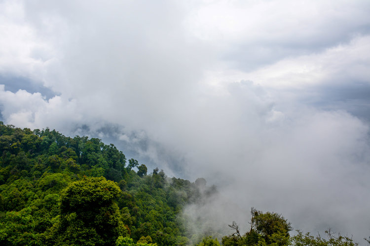 The+Amazon+rainforest+habitat.jpeg
