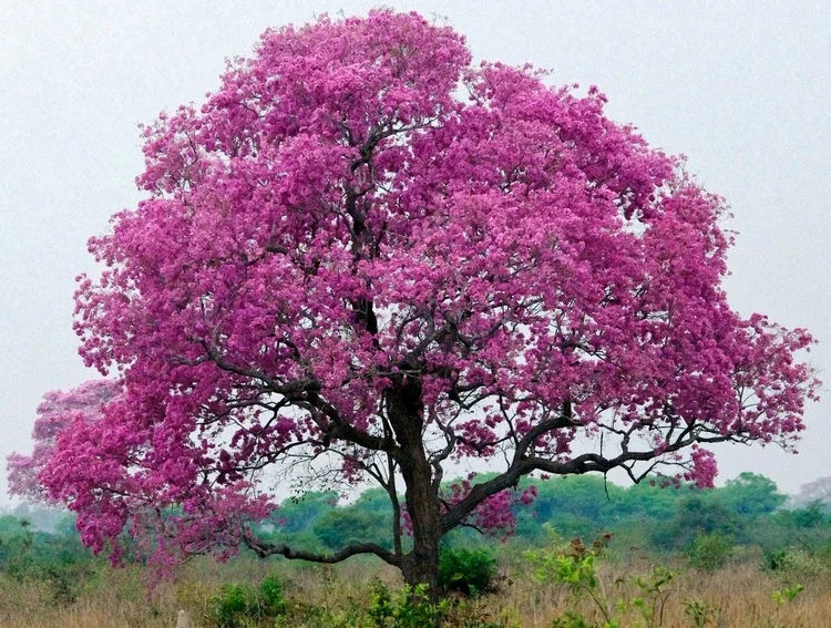 pau-darco-tree.jpeg