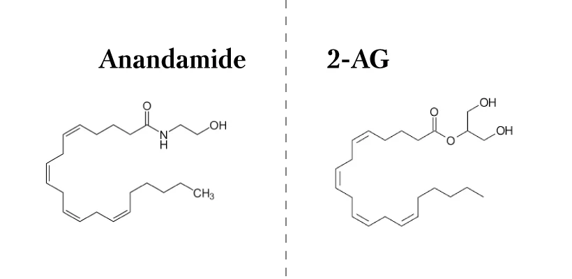 Endocannabinoids-anandamide-2-ag.jpg