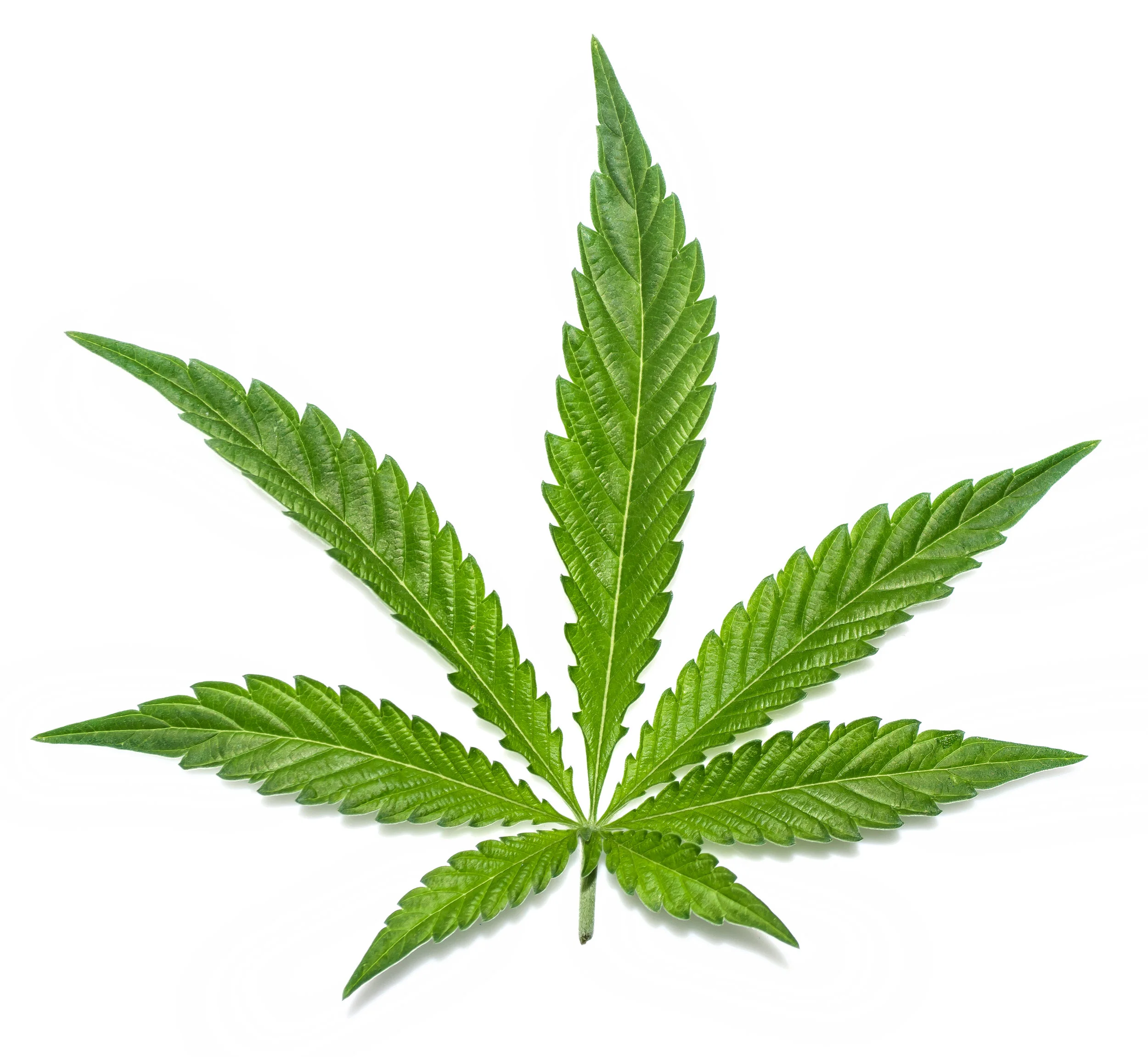 hemp-leaves.jpg