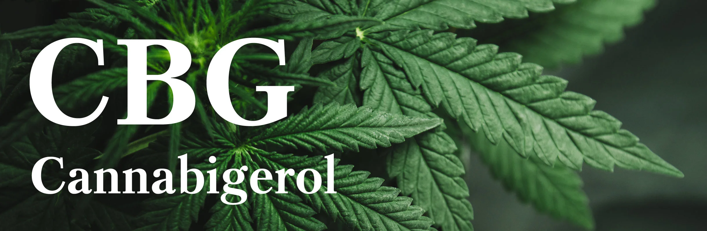 cbg-cannabigerol-header.jpg
