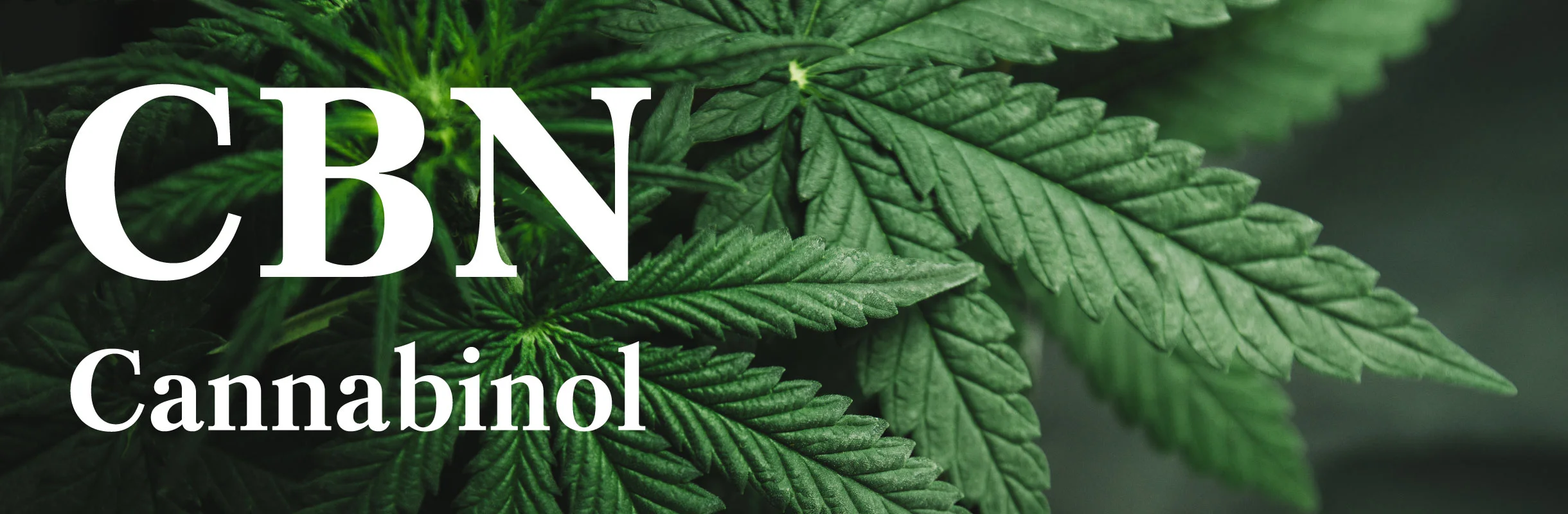cbn-cannabinol-header.jpg