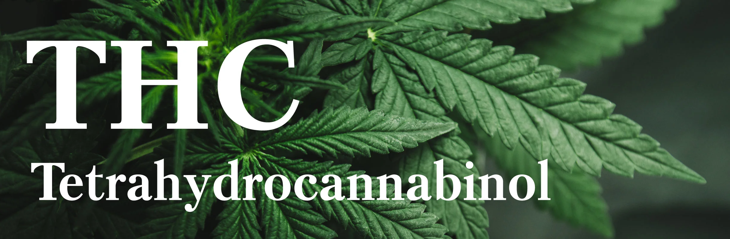 thc-tetrahydrocannabinol-header.jpg