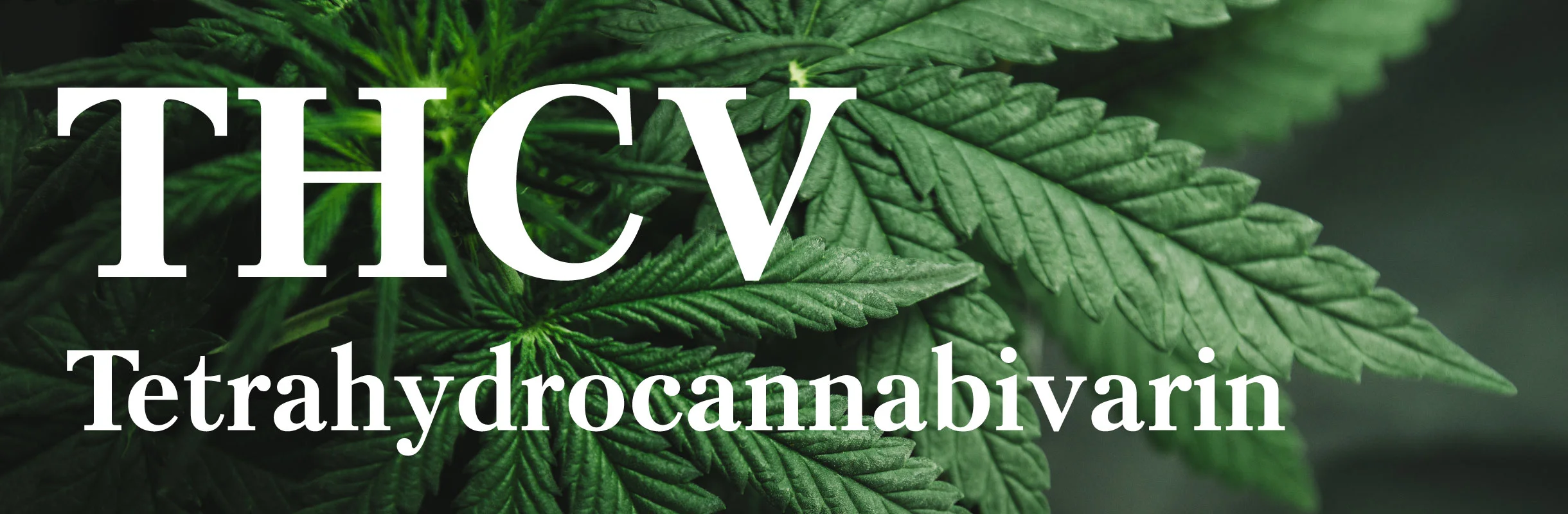 thcv-Tetrahydrocannabivarin-header.jpg