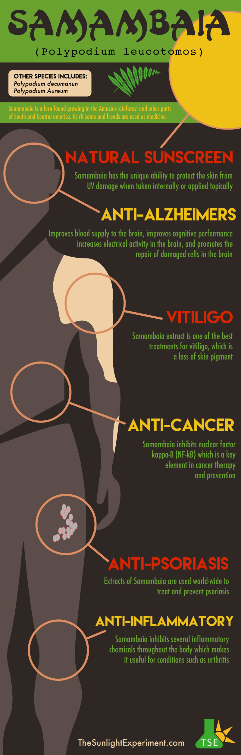 Samambaia-Polypodium-leucotomos-infographic.jpeg