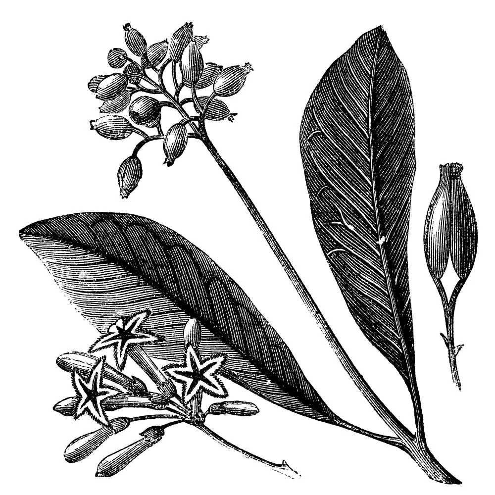 cinchona-tree.jpg