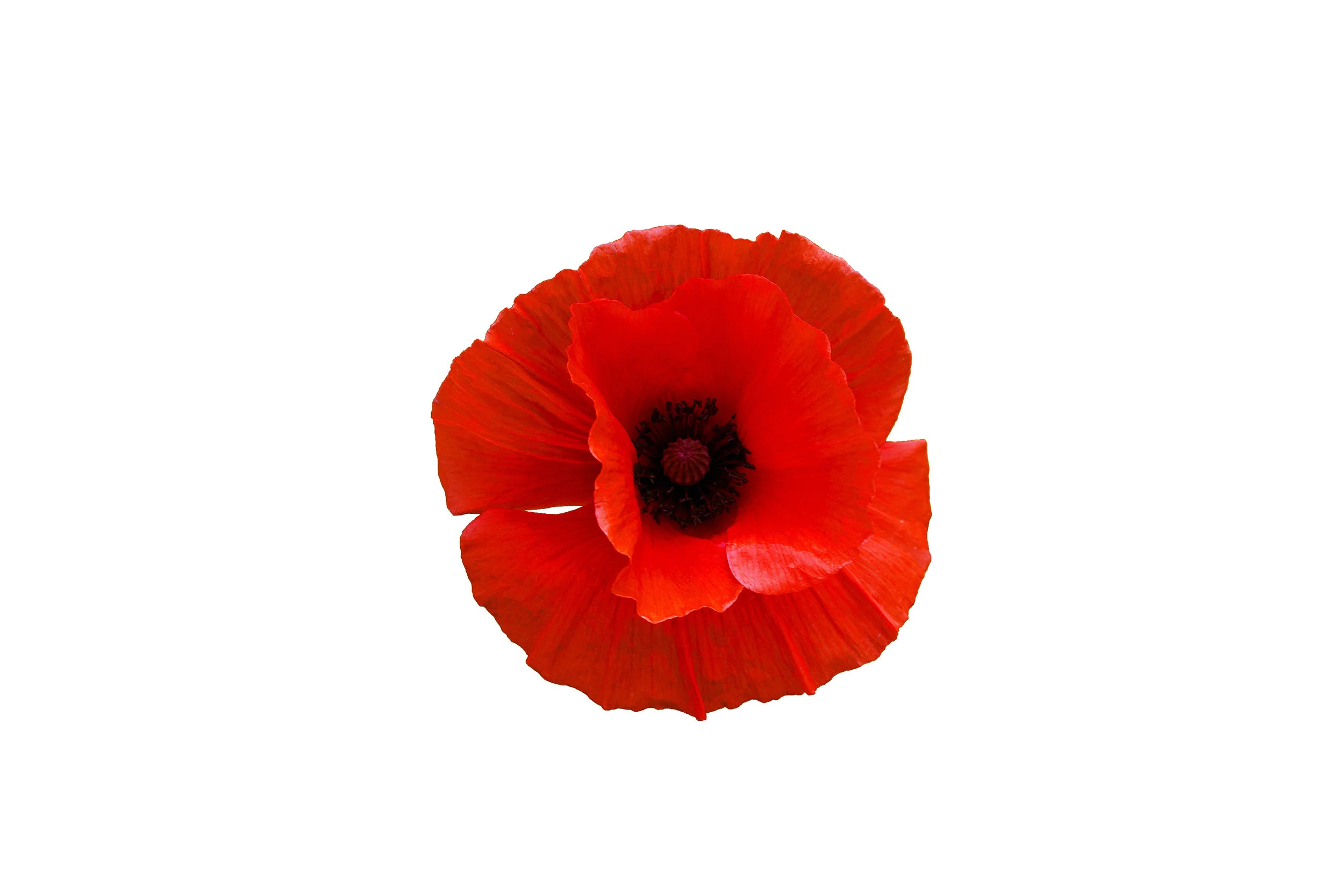poppy-plant.jpeg