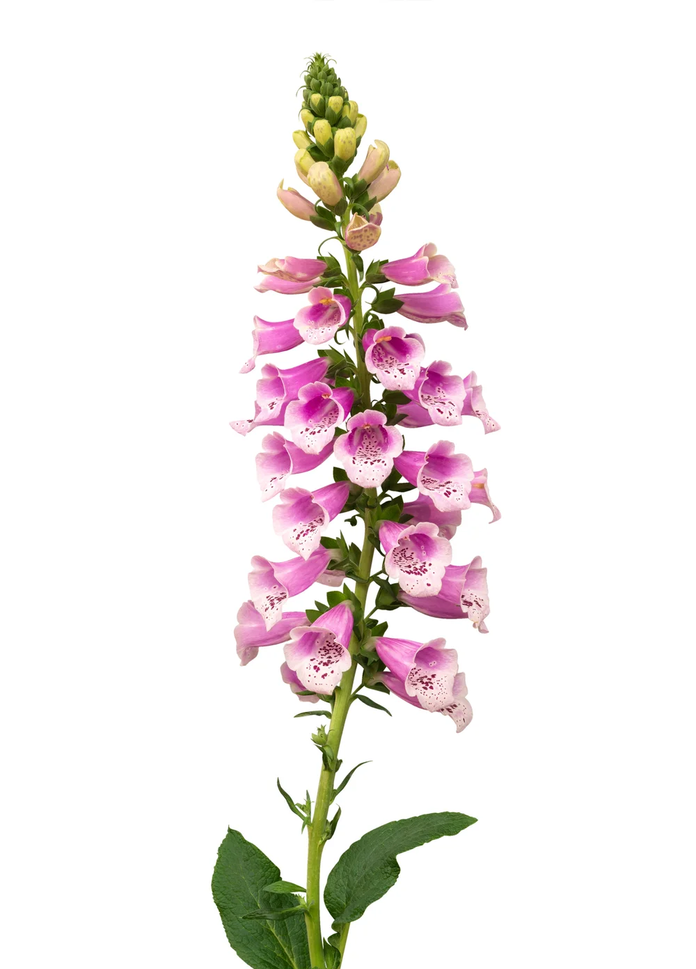 foxglove-digitalis.jpeg