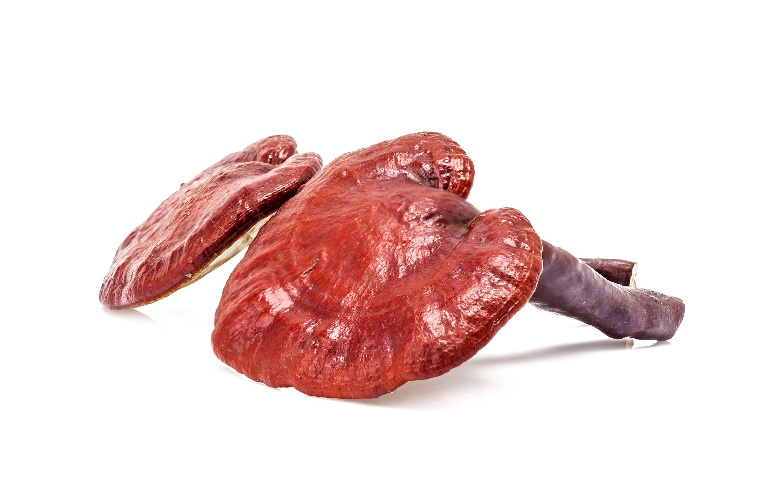 reishi-ganoderma-lucidum.jpeg