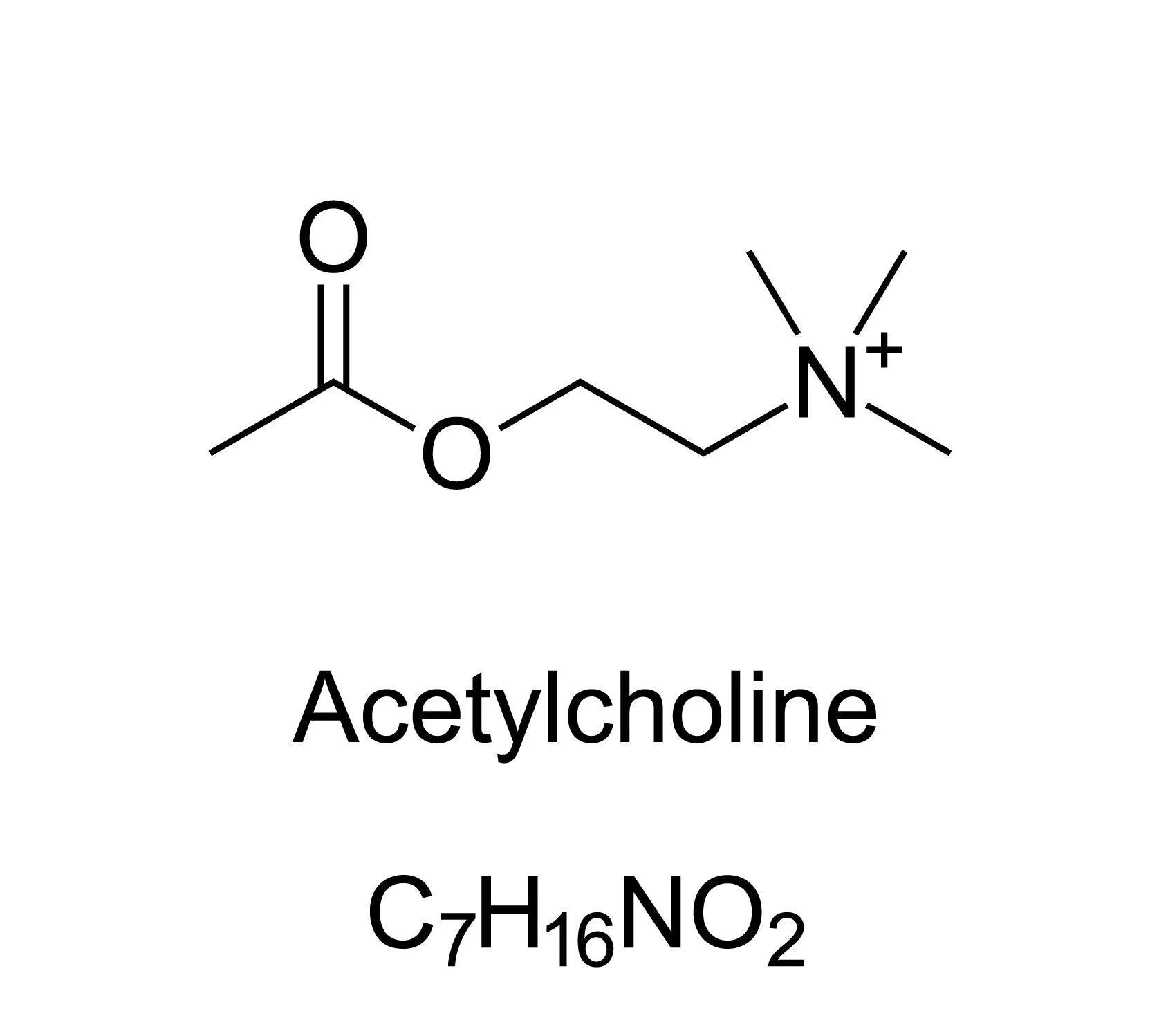 What Are Nootropics? Why Should I be Interested?