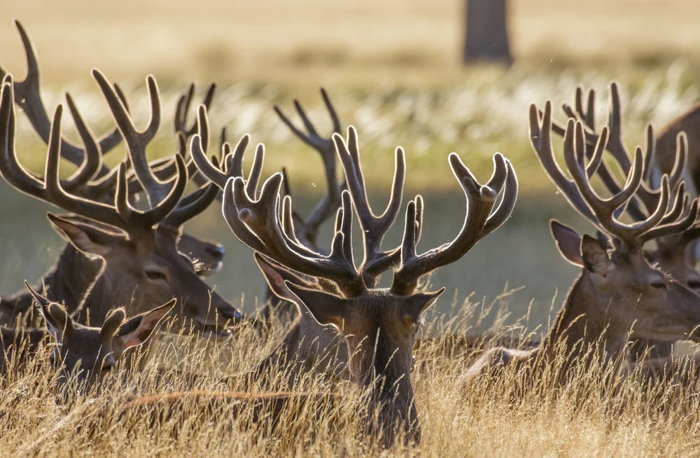 Deer with velvet still attached to the antlers