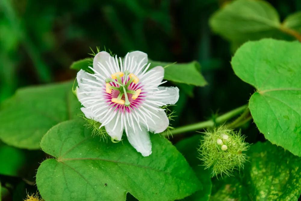 Passionflower