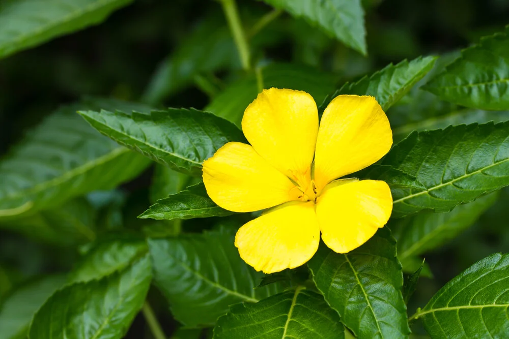 Damiana in flower