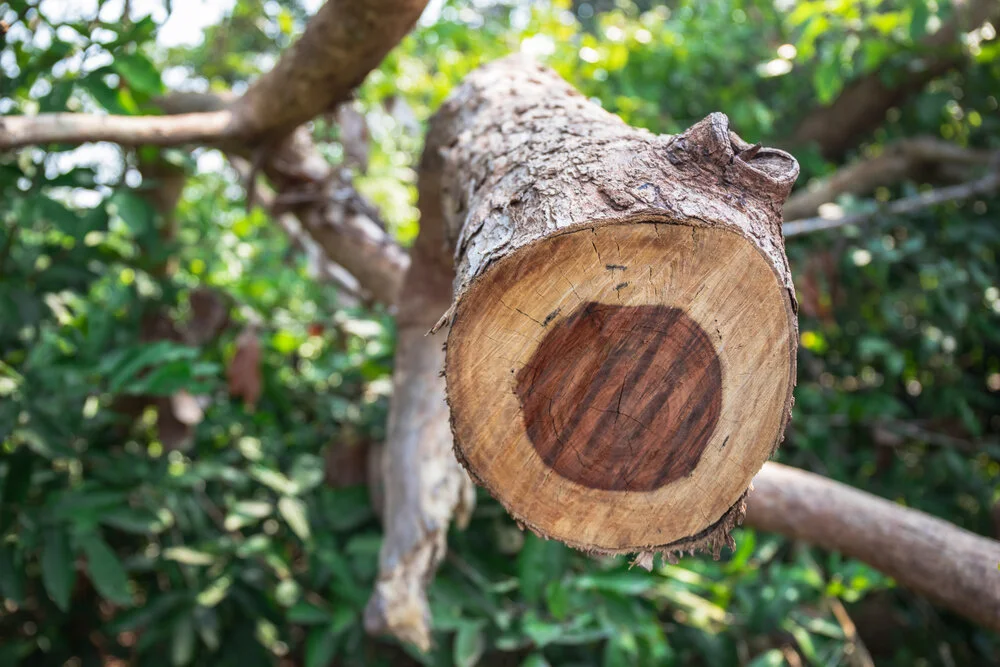 A rosewood tree