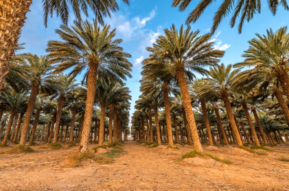 Date palms