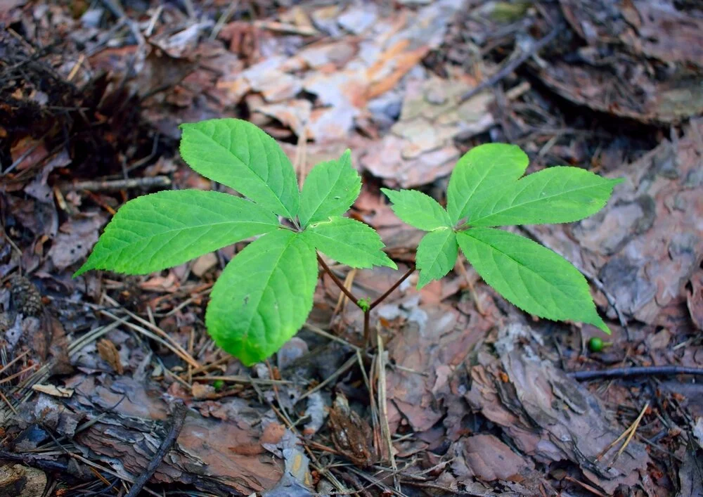 Ginseng root