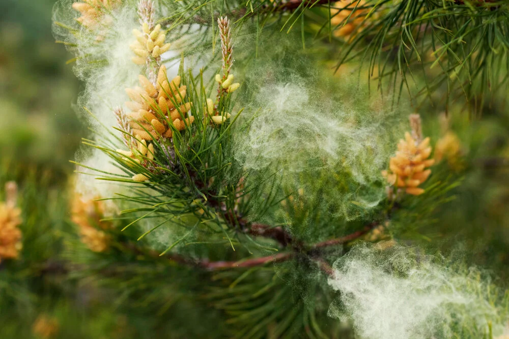 Pine pollen