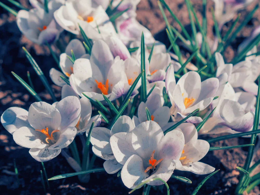Crocus (saffron) flower