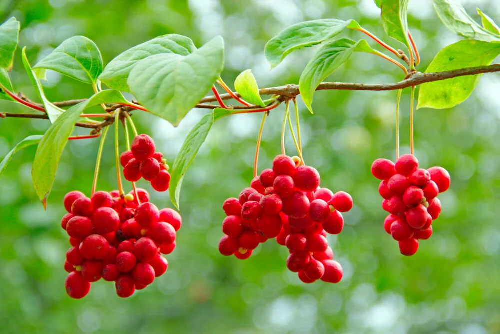 Schisandra berries