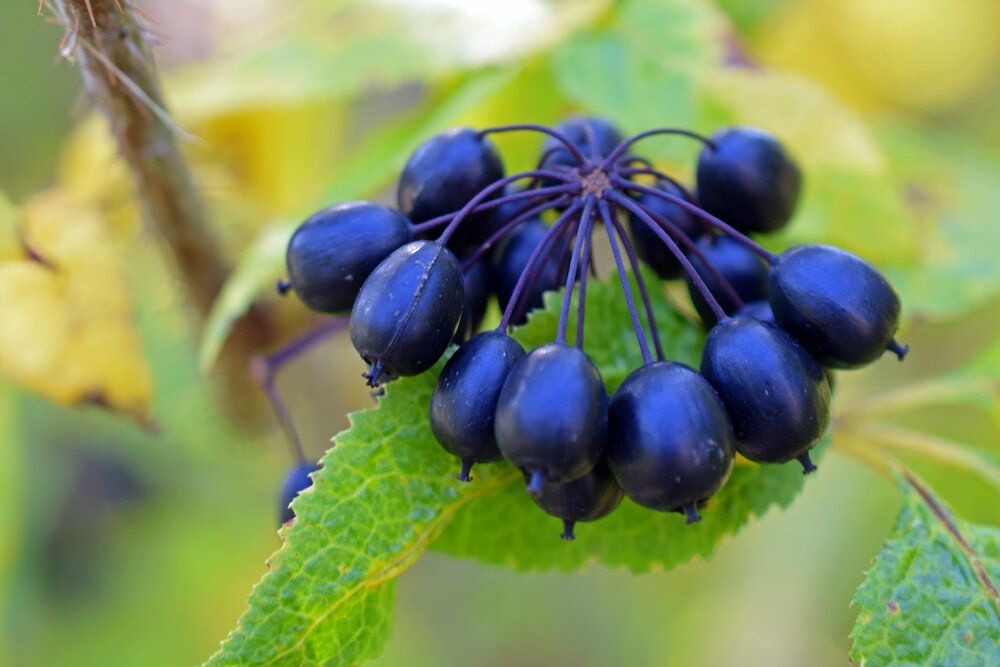 Siberian ginseng (eleuthero)