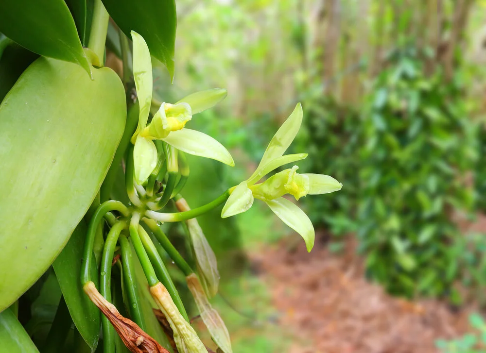 The vanilla orchid