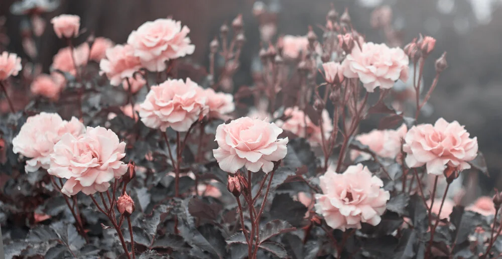 Rose in bloom