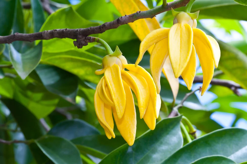 The ylang ylang flower