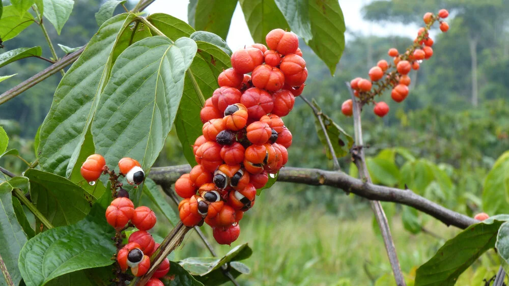  (Guarana Seeds) 