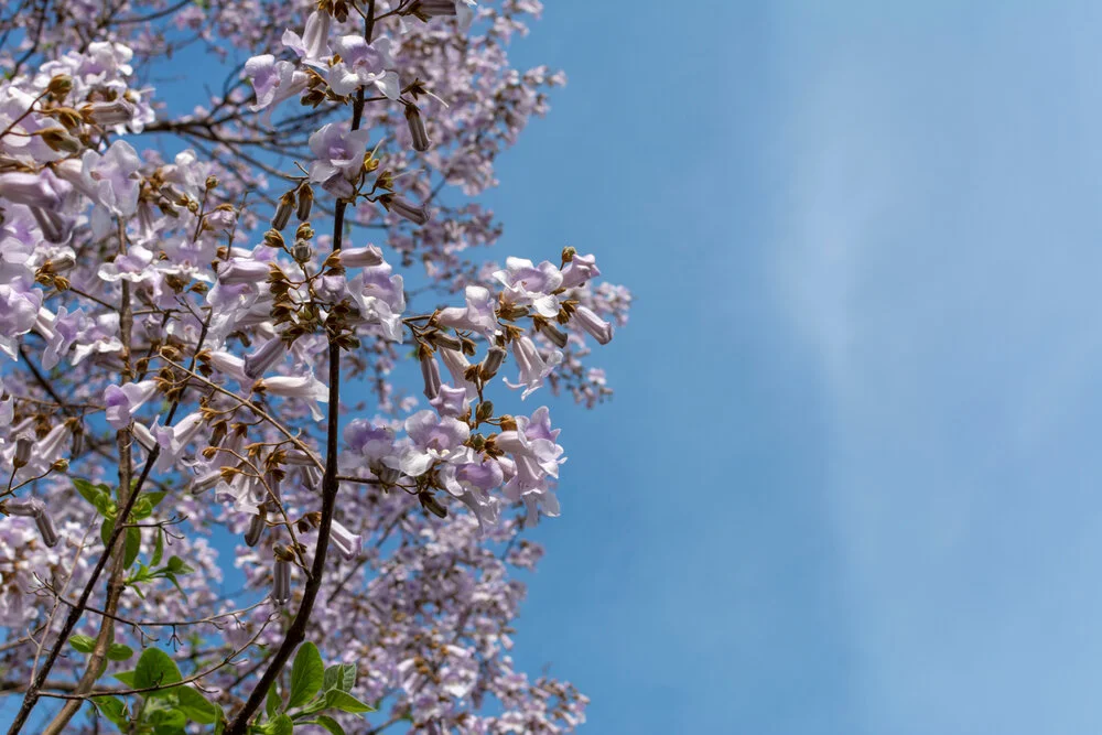  Pau D’Arco Flowers 