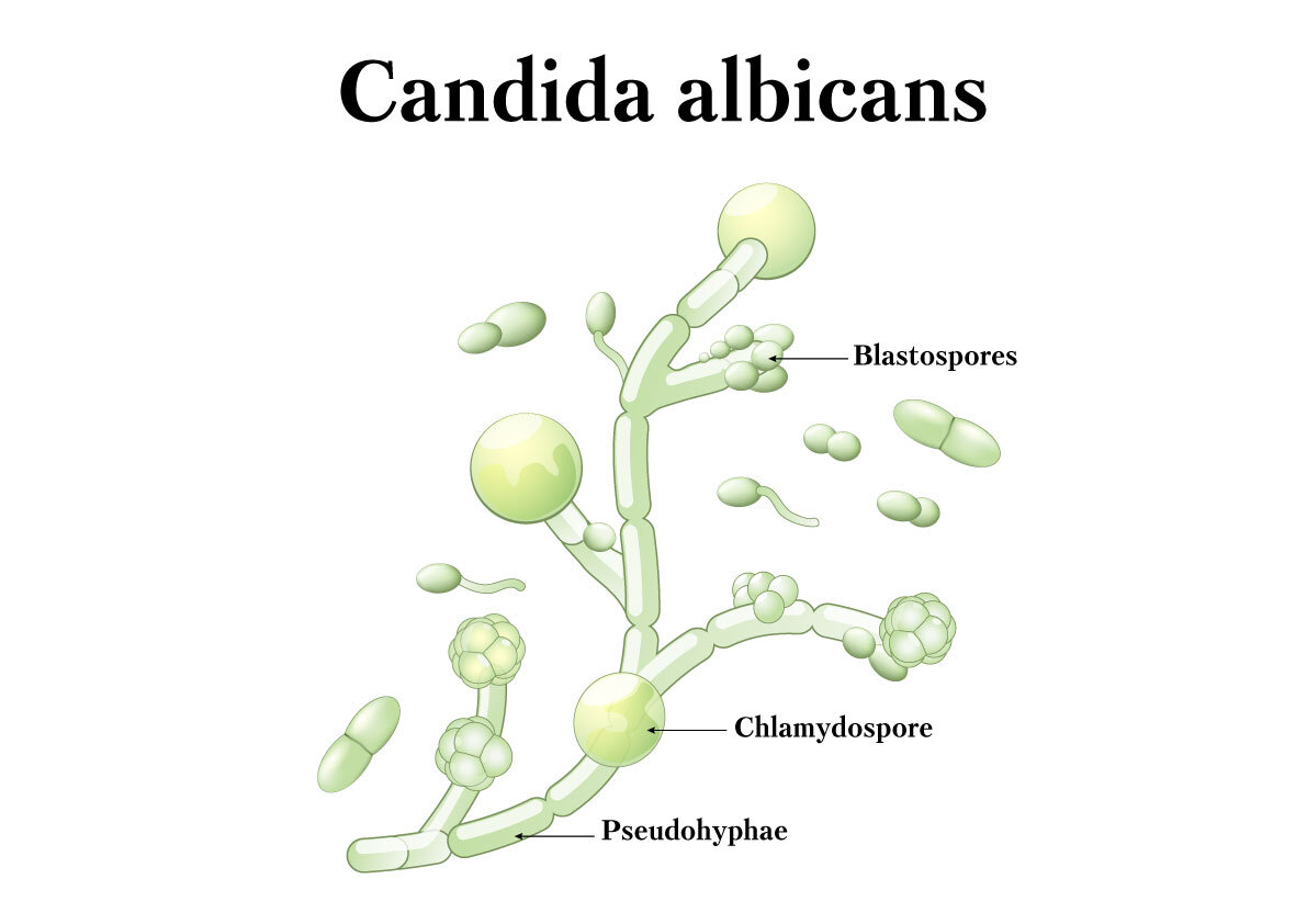 Using Pau D'Arco to Fight Off Candida — Candida Protocol