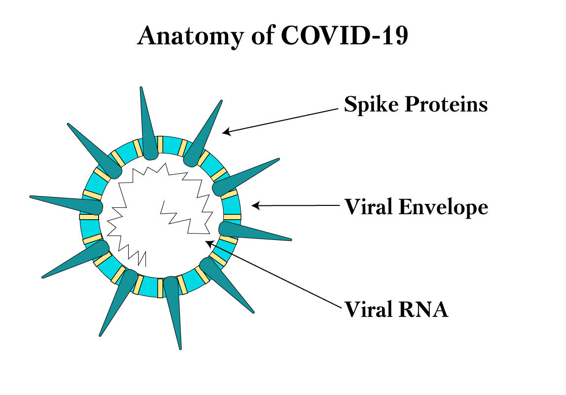 COVID-19: Searching Plants for Potential Treatments