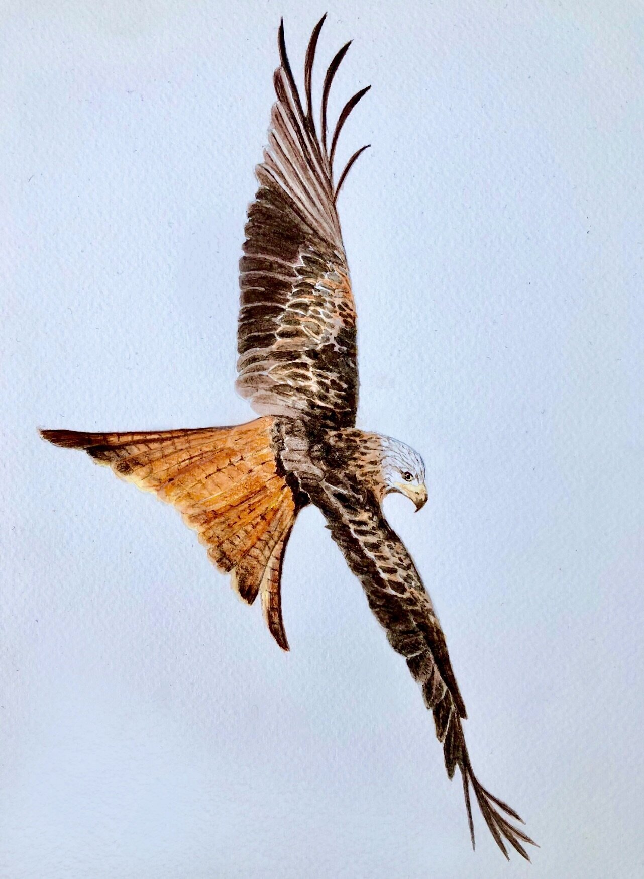 red kite in flight watercolour copy.jpg