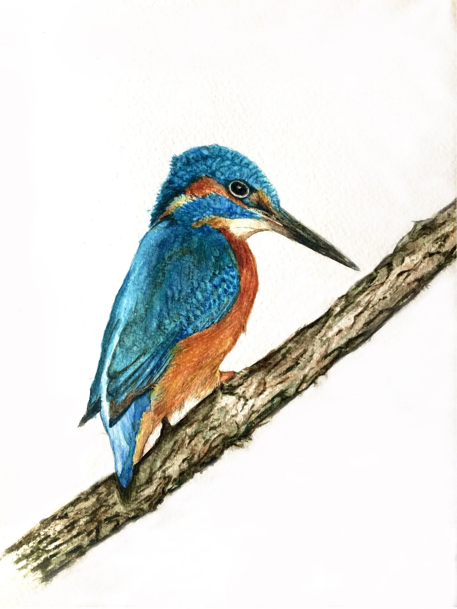 Kingfisher