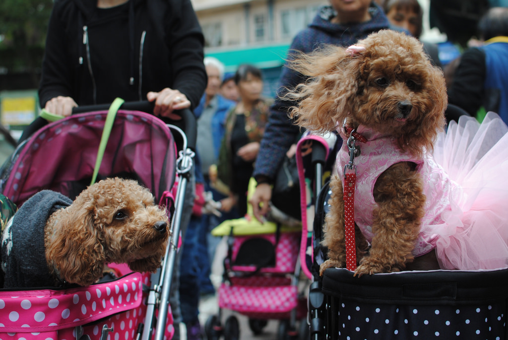 two immaculately coiffed poodle-type dogs, wearing gendered costumes, are pushed in prams by domestic helpers in stanley, an old, affluent neighborhood on the south side of hong kong island.