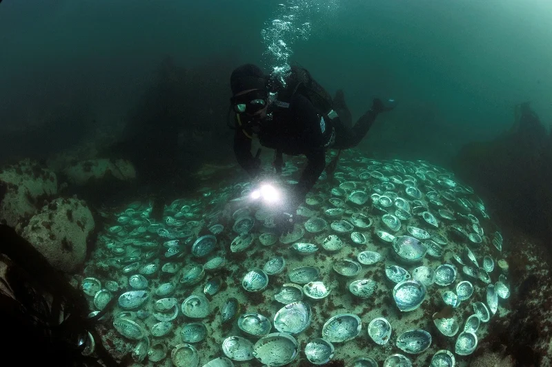 MM8156-®Thomas P. Peschak MM8156.jpg