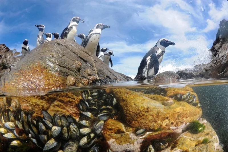 11_MM8156_121121_69456-®Thomas P. Peschak.jpg