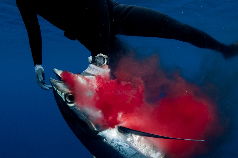 DSC1978e-®Thomas P. Peschak.jpg