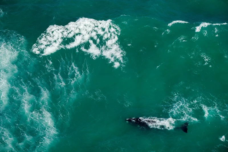 45_MM8156_121027_048700-®Thomas P. Peschak.jpg