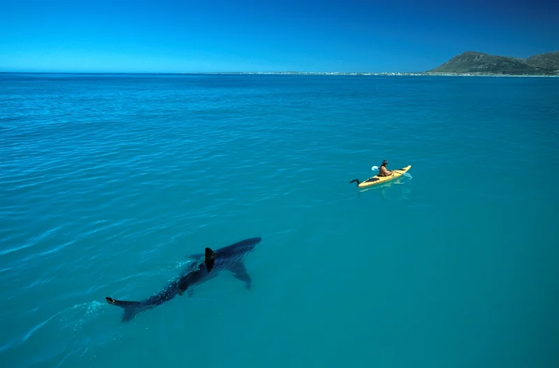 White Shark Kayak  140 MB Scan b-®Thomas P. Peschak.jpg