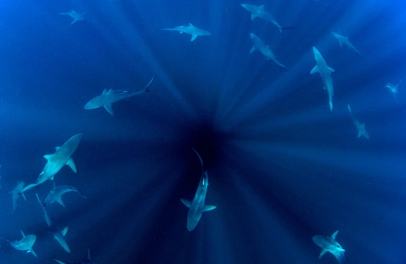 11WEG_GO Shark Portfolio-®Thomas P. Peschak.jpg