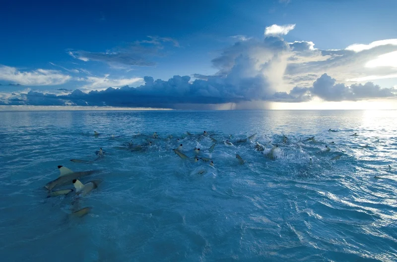 2015Aldabra 2008TP-®ThomasPPeschak1.jpg