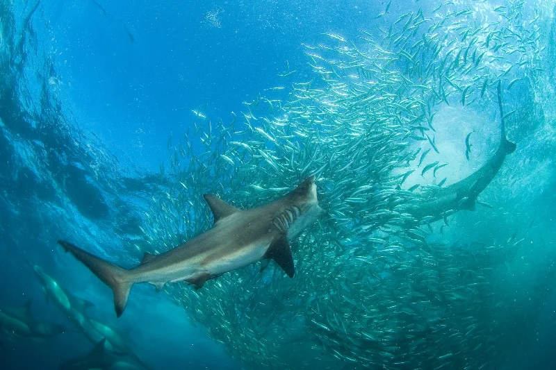 01bSardine Run AG-®Thomas P. Peschak.jpg