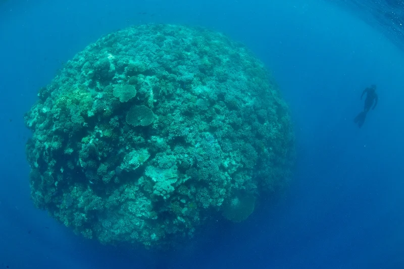 _DSC7829a-®Thomas P. Peschak.jpg