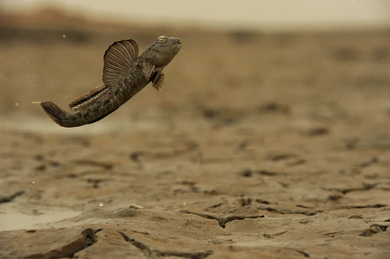 _DSC7209a.tif-®Thomas P. Peschak.jpg